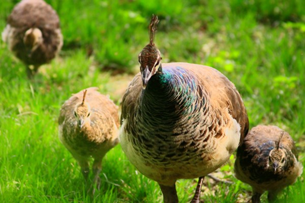 Peacock Hen & Chicks